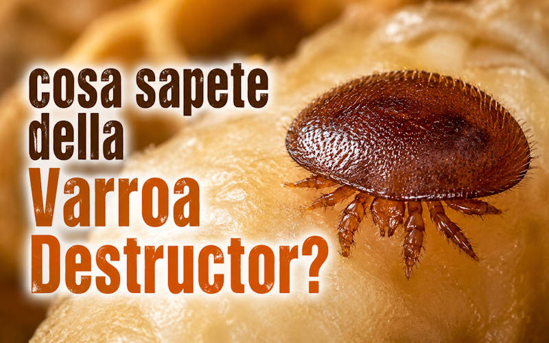 Varroa Destructor