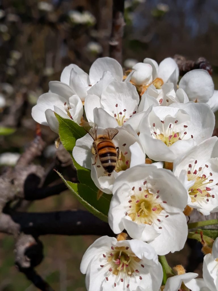 bottinatura fiore di pero selvatico