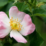 miele millefiori rosa canina